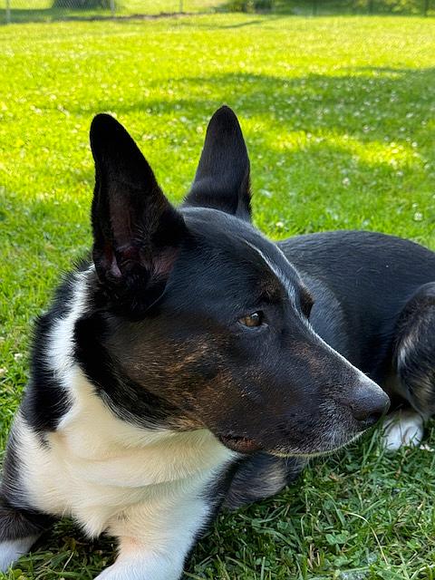 Meet Bohdi: The Heart and Soul of Tucker Farms